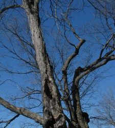 Dan’s blog #7: Losses along the way: sacrifices in caregiving